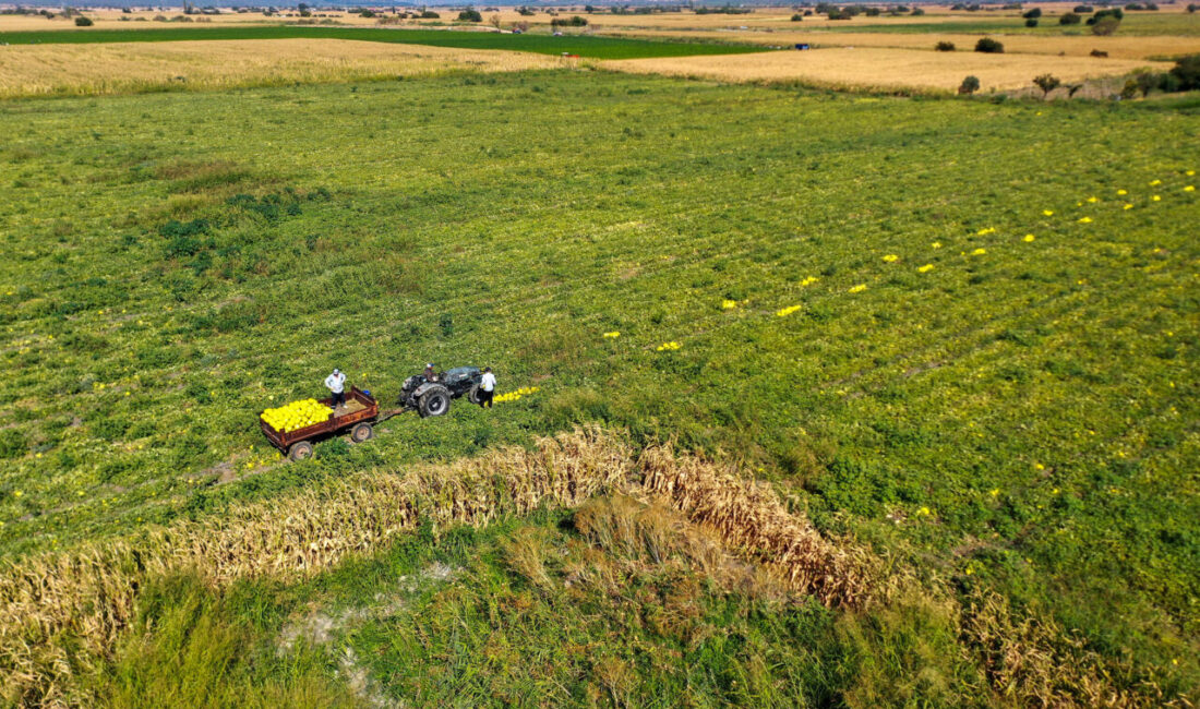 Manisa'nın Kırkağaç ilçesinde yetiştirilen, tadı, aroması ve uzun raf ömrüyle