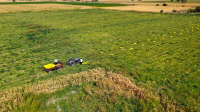 Manisa'nın Kırkağaç ilçesinde yetiştirilen, tadı, aroması ve uzun raf ömrüyle