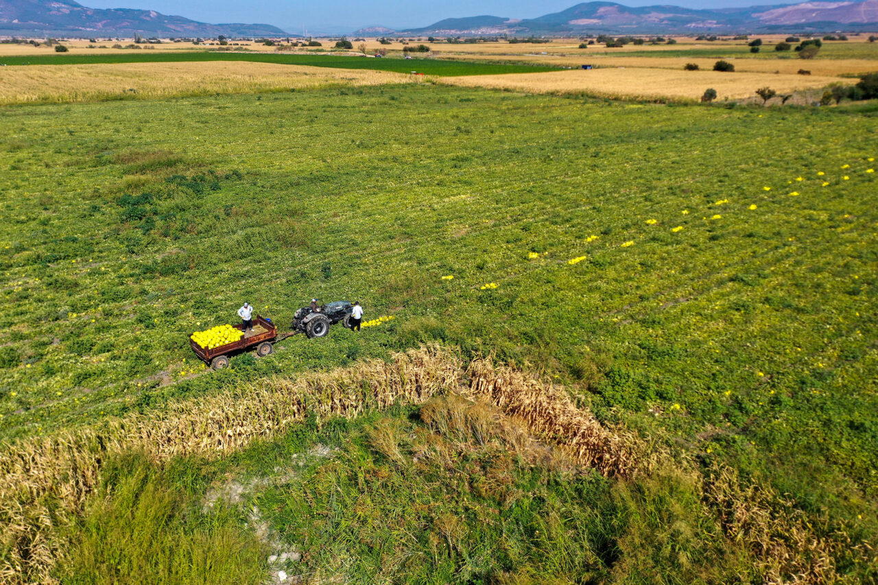 Manisa'nın Kırkağaç ilçesinde yetiştirilen, tadı, aroması ve uzun raf ömrüyle