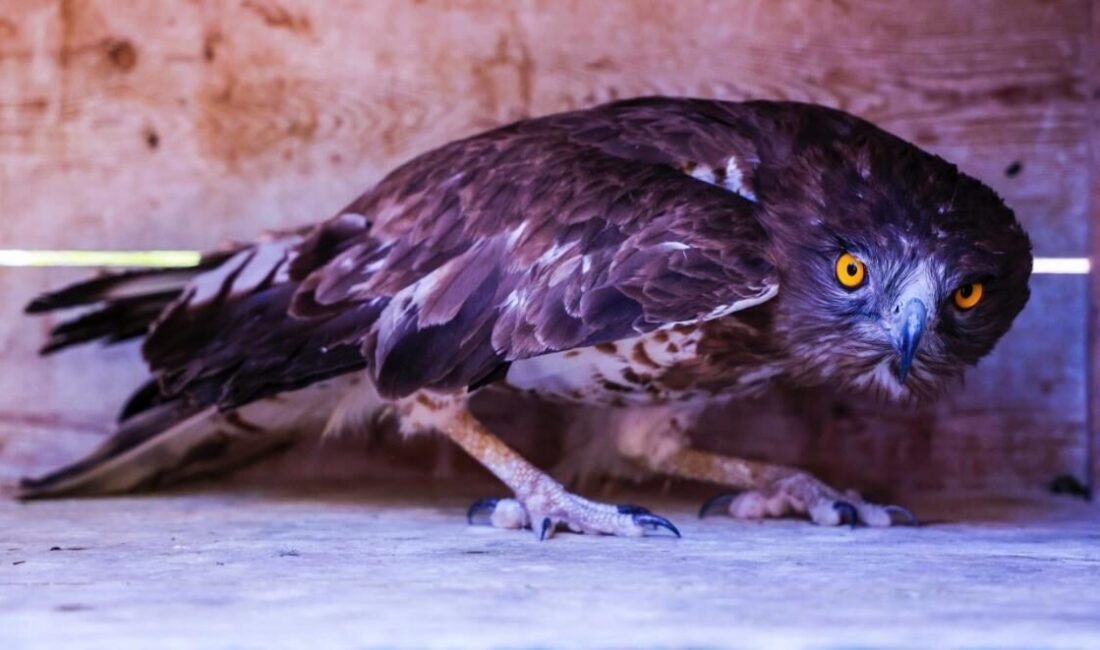  Antalya'da yaralı halde bulunan nesli tükenme tehlikesi altındaki yılan kartalı,