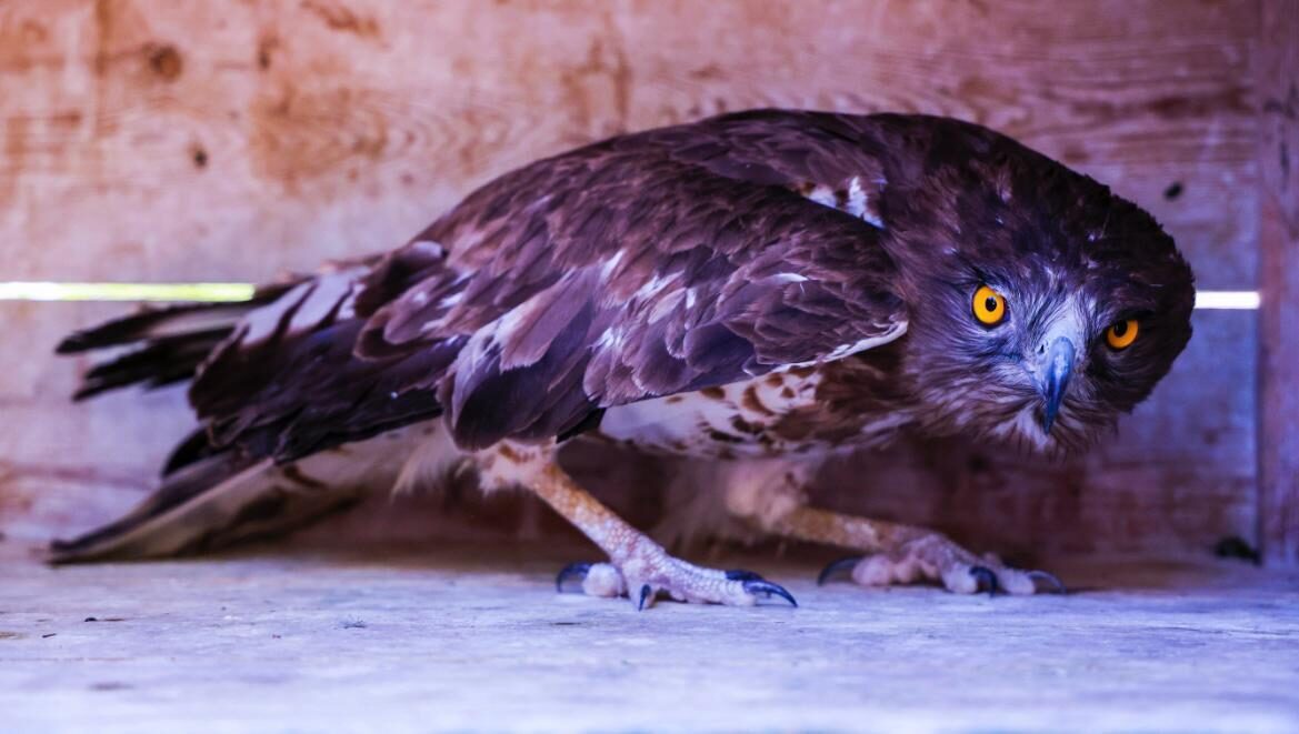  Antalya'da yaralı halde bulunan nesli tükenme tehlikesi altındaki yılan kartalı,