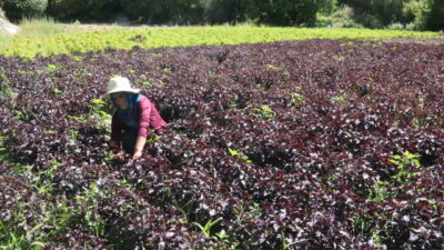 Malatya'nın Arapgir ilçesinin coğrafi işaret tescilli ürünleri mor reyhan ve