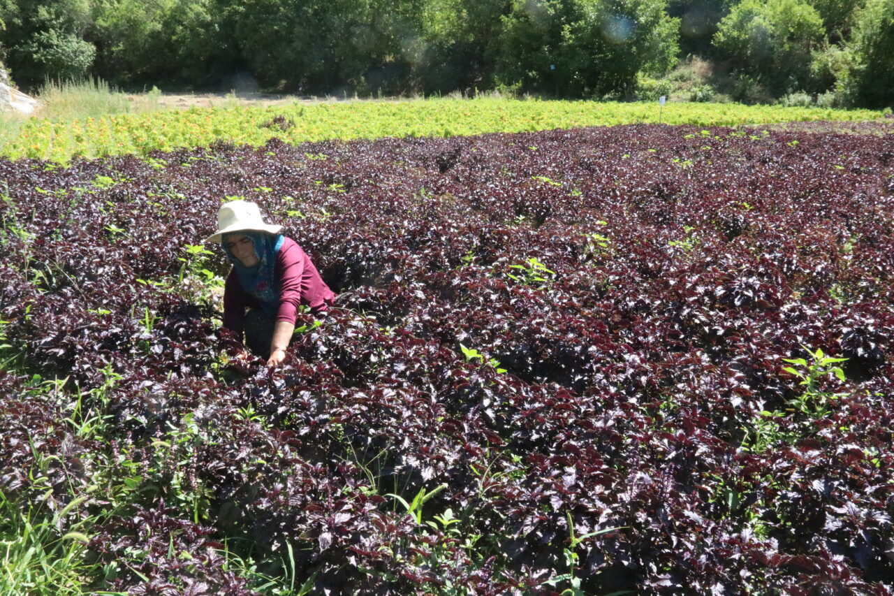 Malatya'nın Arapgir ilçesinin coğrafi işaret tescilli ürünleri mor reyhan ve