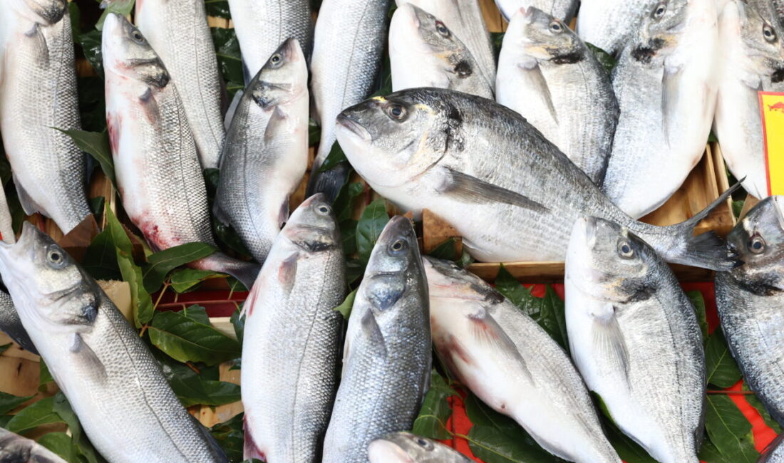 Denizlerde av yasağının sona ermesiyle denize açılan balıkçıların yakaladığı balıklar