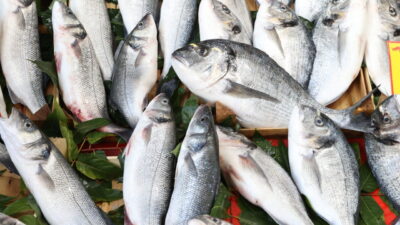 Denizlerde av yasağının sona ermesiyle denize açılan balıkçıların yakaladığı balıklar