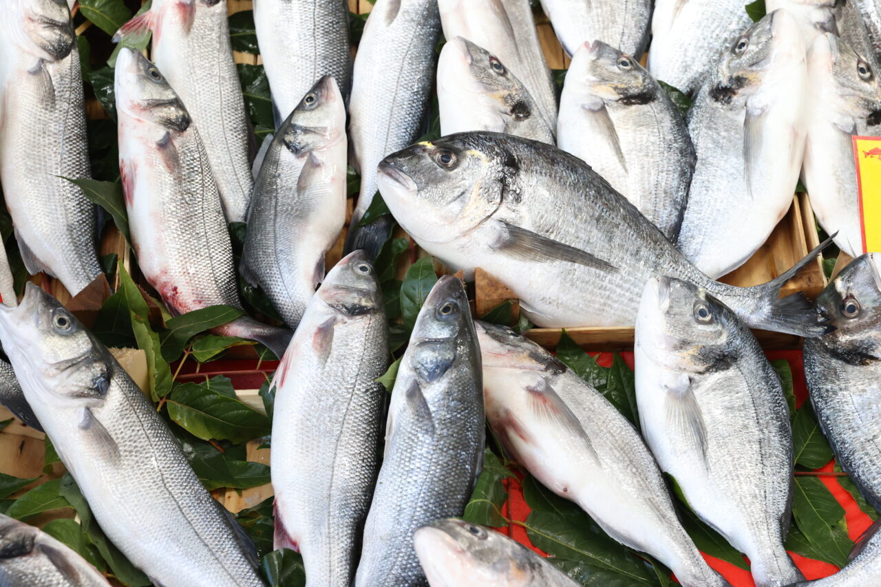 Denizlerde av yasağının sona ermesiyle denize açılan balıkçıların yakaladığı balıklar