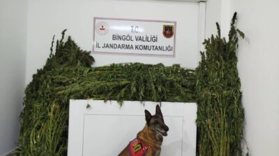 Bingöl'ün Genç ilçesinde düzenlenen operasyonda 91 kilo 250 gram kubar