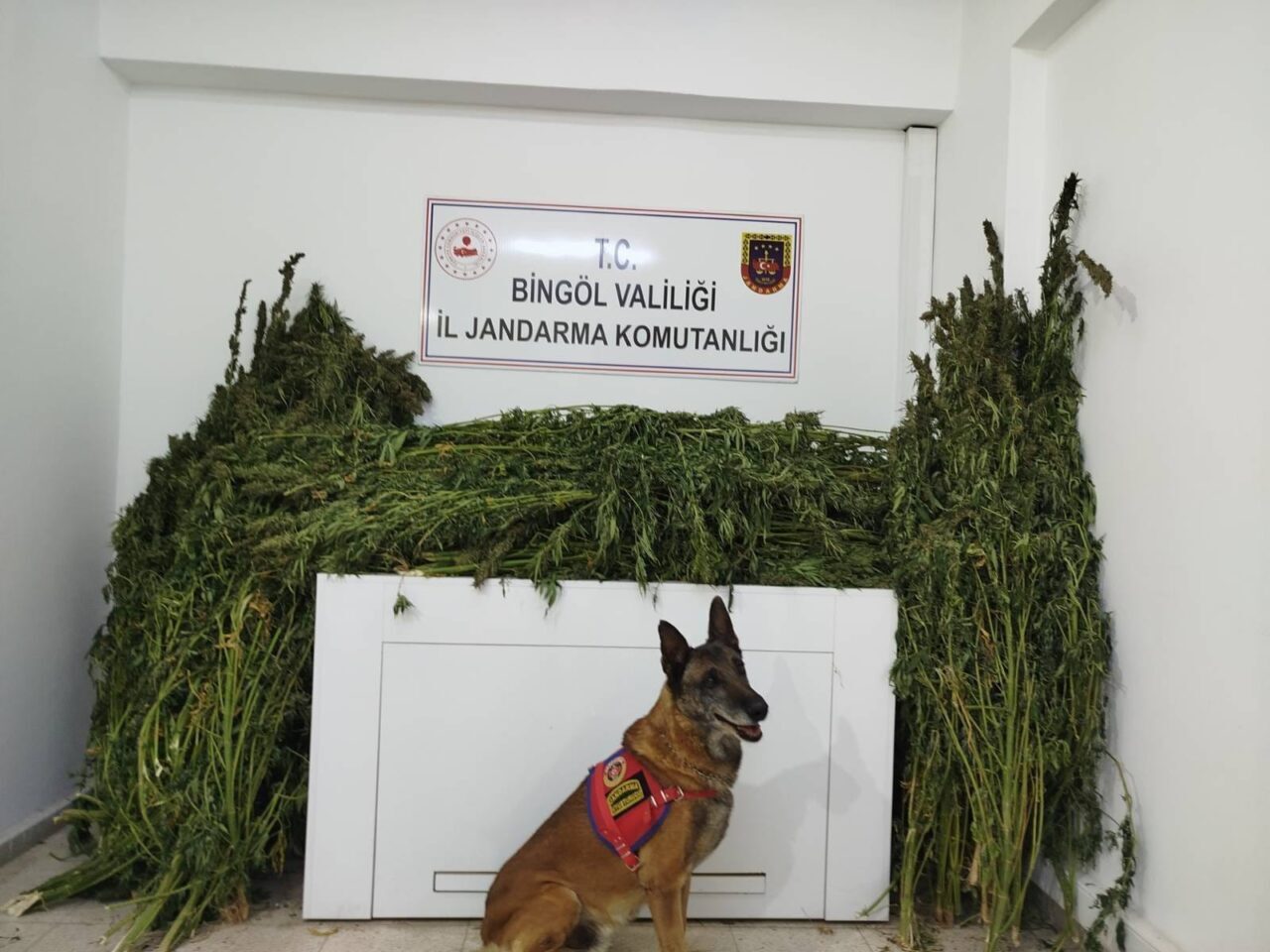 Bingöl'ün Genç ilçesinde düzenlenen operasyonda 91 kilo 250 gram kubar