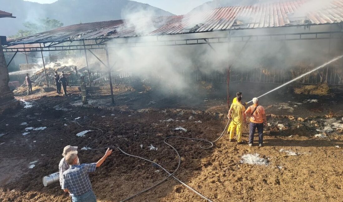  Burdur'un Yeşilova ilçesinde çıkan yangında 2 inek ve 2 buzağı