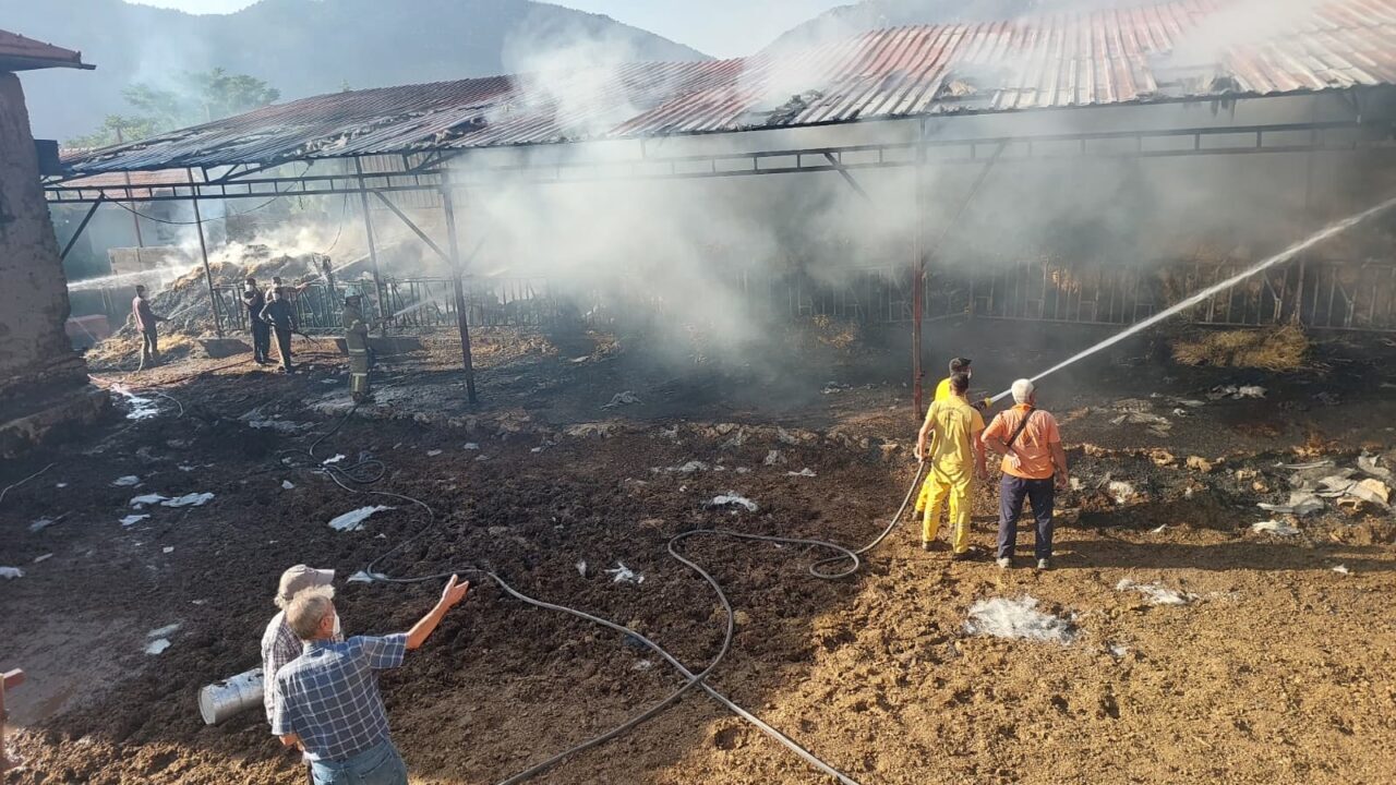  Burdur'un Yeşilova ilçesinde çıkan yangında 2 inek ve 2 buzağı