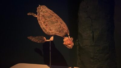 Türkiye kıyılarında Türkiye Deniz Araştırmaları Vakfı (TÜDAV) tarafından bulunarak, bugüne