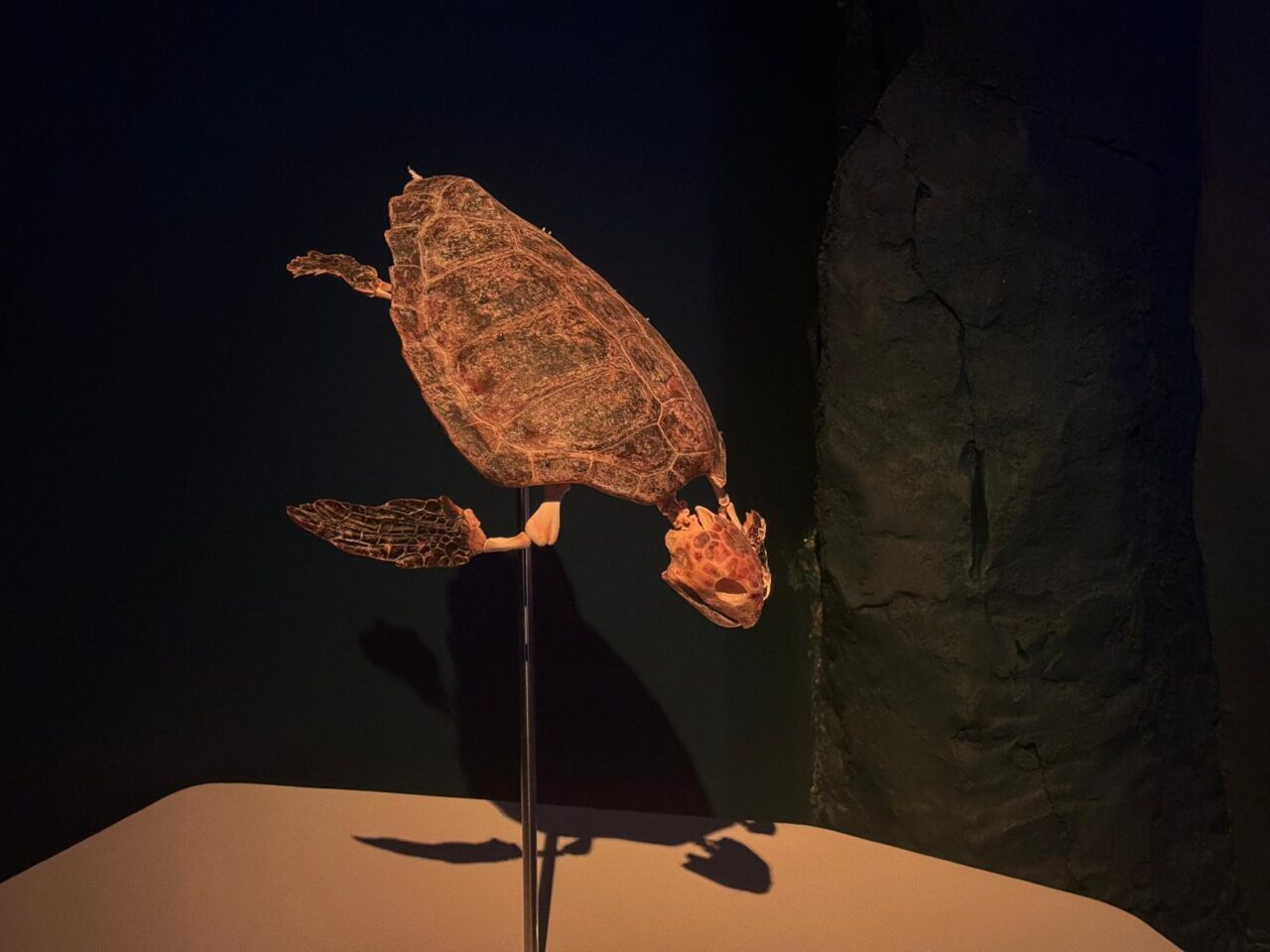 Türkiye kıyılarında Türkiye Deniz Araştırmaları Vakfı (TÜDAV) tarafından bulunarak, bugüne