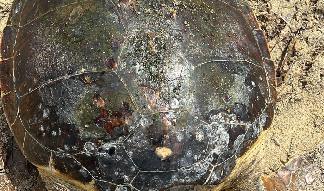 Edirne'nin Saros Körfezi kıyısında sahilde yaralı bulunan caretta caretta tedaviye