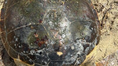 Edirne'nin Saros Körfezi kıyısında sahilde yaralı bulunan caretta caretta tedaviye