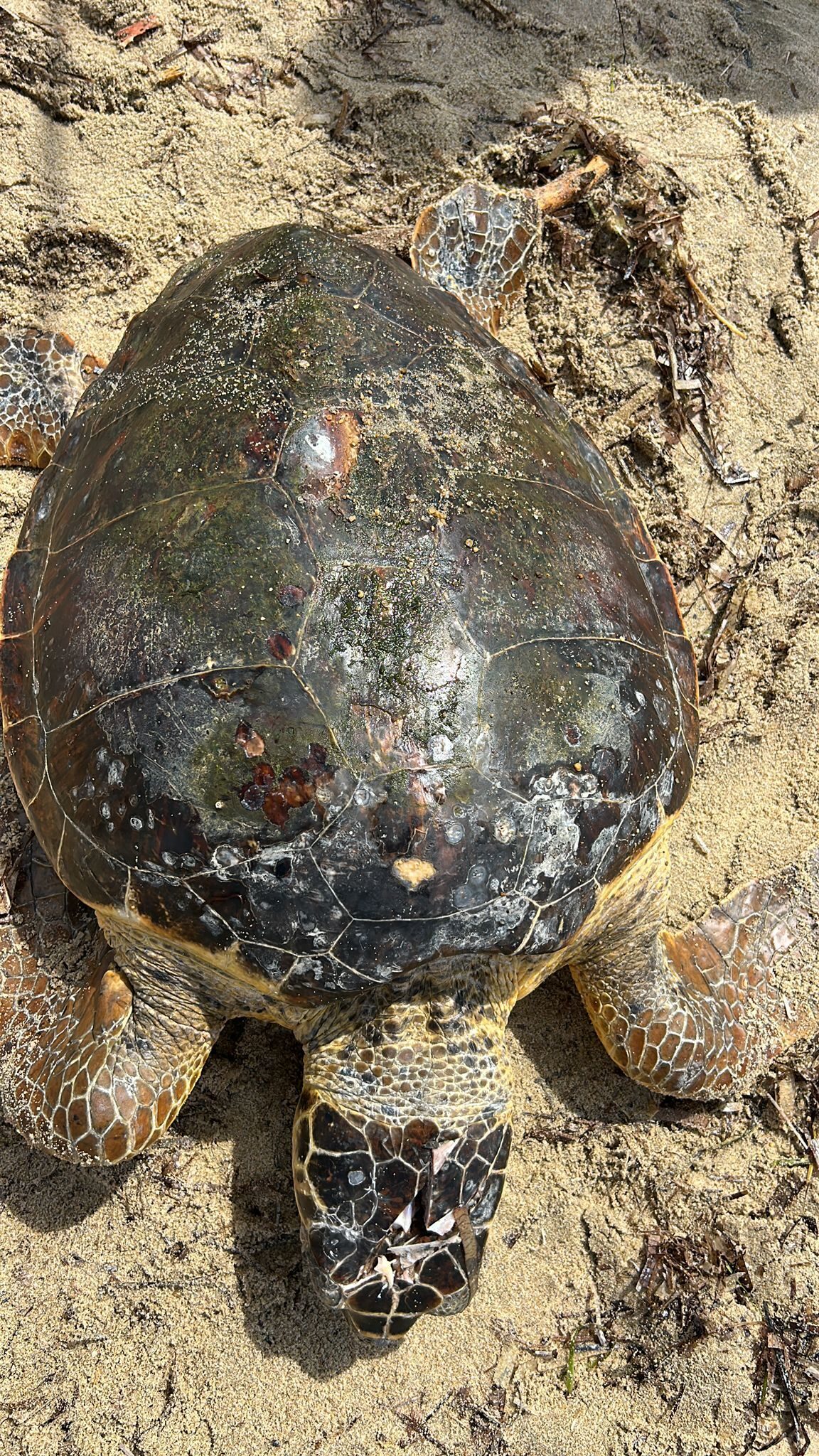 Edirne'nin Saros Körfezi kıyısında sahilde yaralı bulunan caretta caretta tedaviye