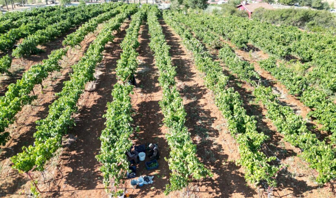 Isparta'nın Yalvaç ilçesinin Kuyucak köyünde, devletin verdiği hibe destekle kurulan