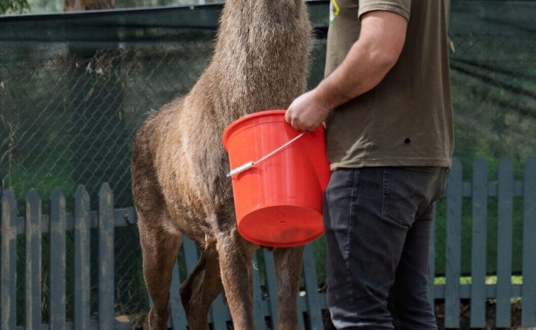  İzmir'in Kemalpaşa ilçesinde fabrika bahçesinde yaralı halde bulunan kızıl geyik,