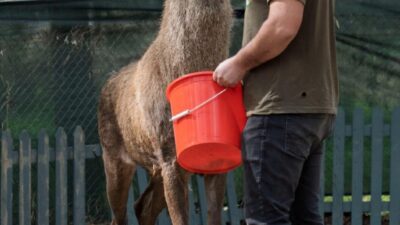  İzmir'in Kemalpaşa ilçesinde fabrika bahçesinde yaralı halde bulunan kızıl geyik,