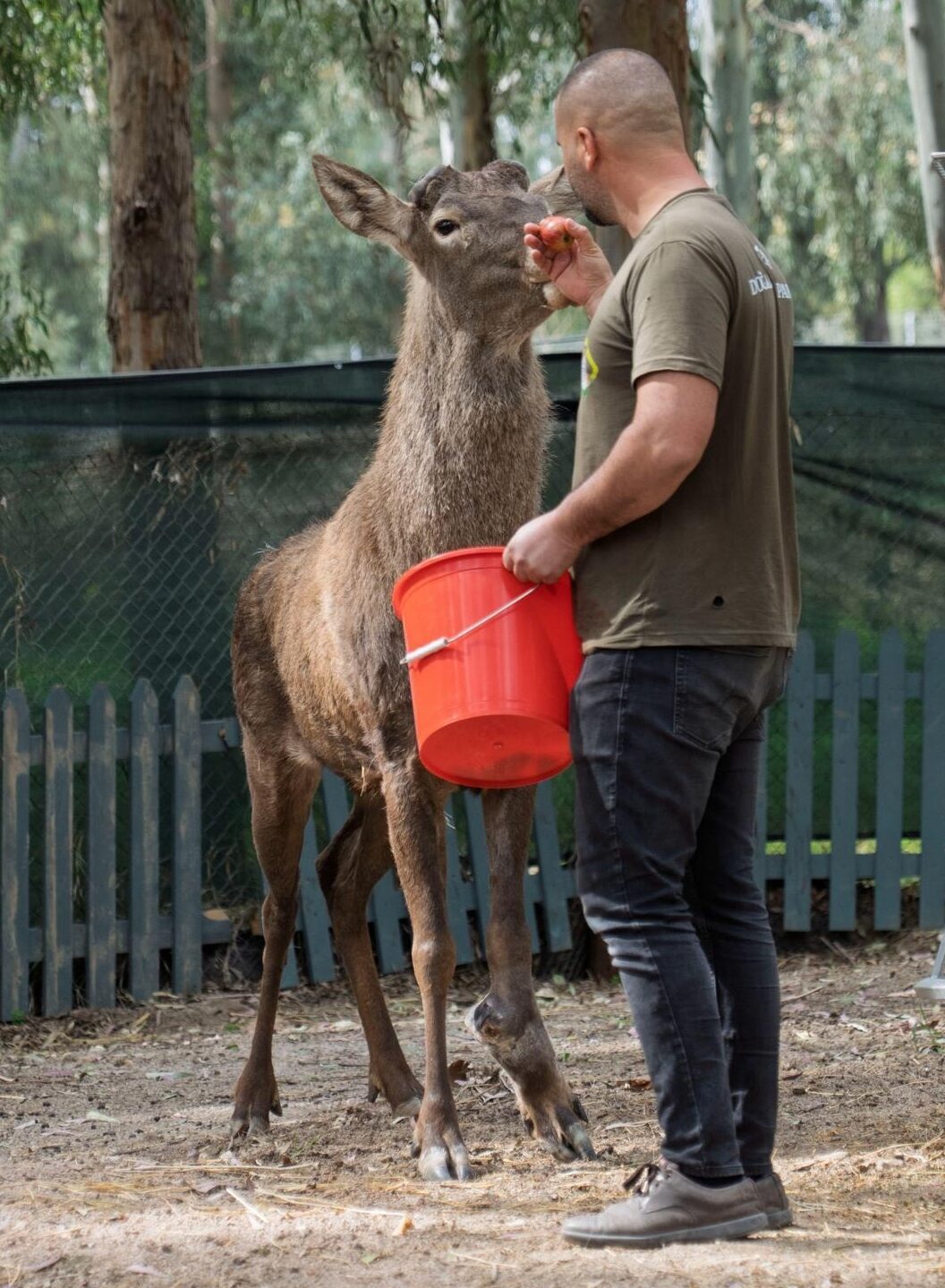  İzmir'in Kemalpaşa ilçesinde fabrika bahçesinde yaralı halde bulunan kızıl geyik,