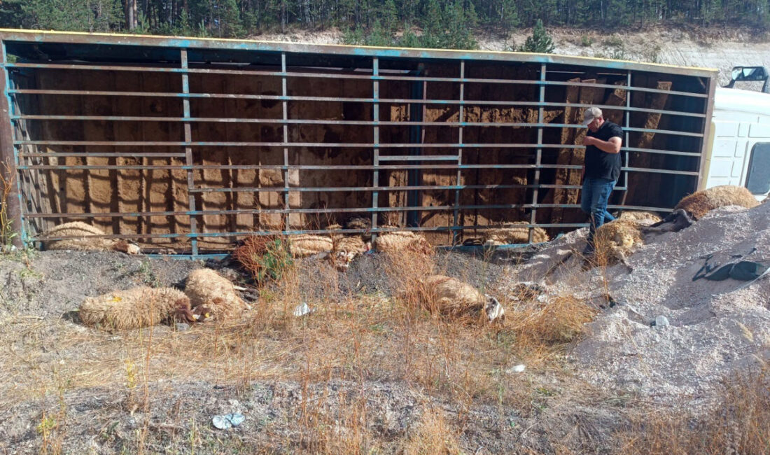 Kars'ın Sarıkamış ilçesinde kamyonun devrilmesi sonucu 55 küçükbaş hayvan telef