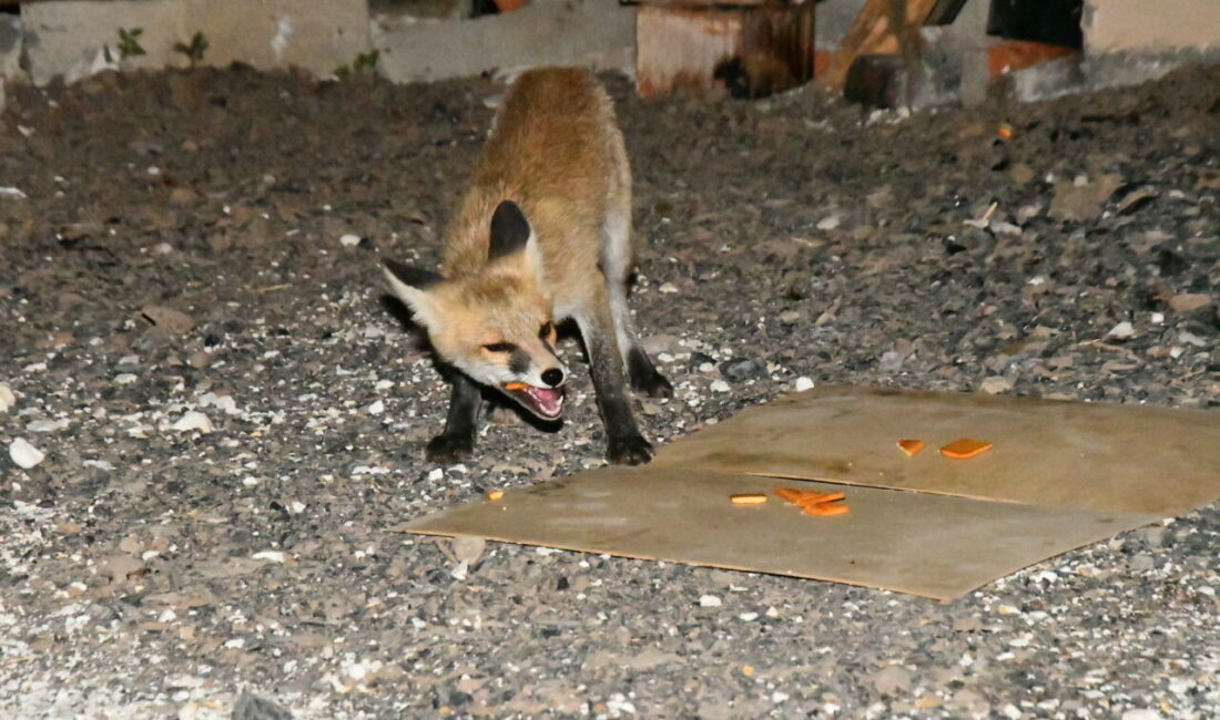 Kars'ta her akşam mahalleye inen 4 kızıl tilki yavrusu, mahalle