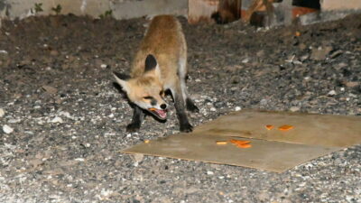 Kars'ta her akşam mahalleye inen 4 kızıl tilki yavrusu, mahalle