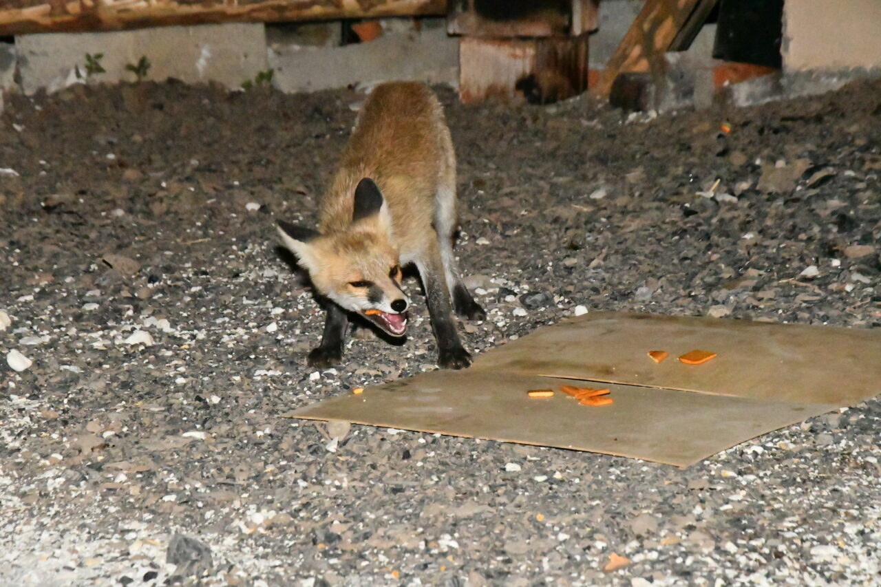 Kars'ta her akşam mahalleye inen 4 kızıl tilki yavrusu, mahalle