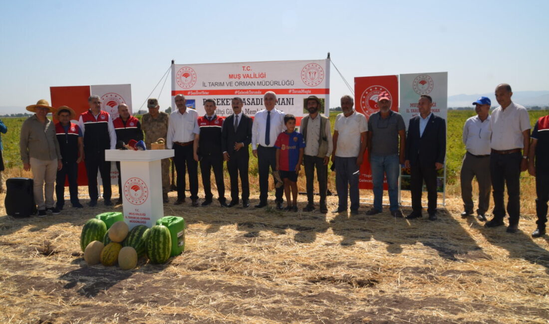 Muş'ta çiftçiler tarafından 40 bin dekar alana ekimi yapılan karpuzdan