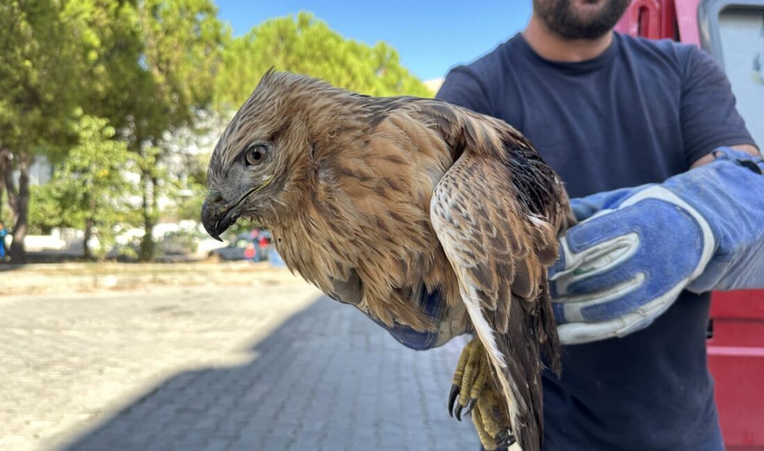 Sinop'ta yaralı halde bulunan kızıl şahin, Doğa Koruma ve Milli