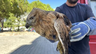 Sinop'ta yaralı halde bulunan kızıl şahin, Doğa Koruma ve Milli