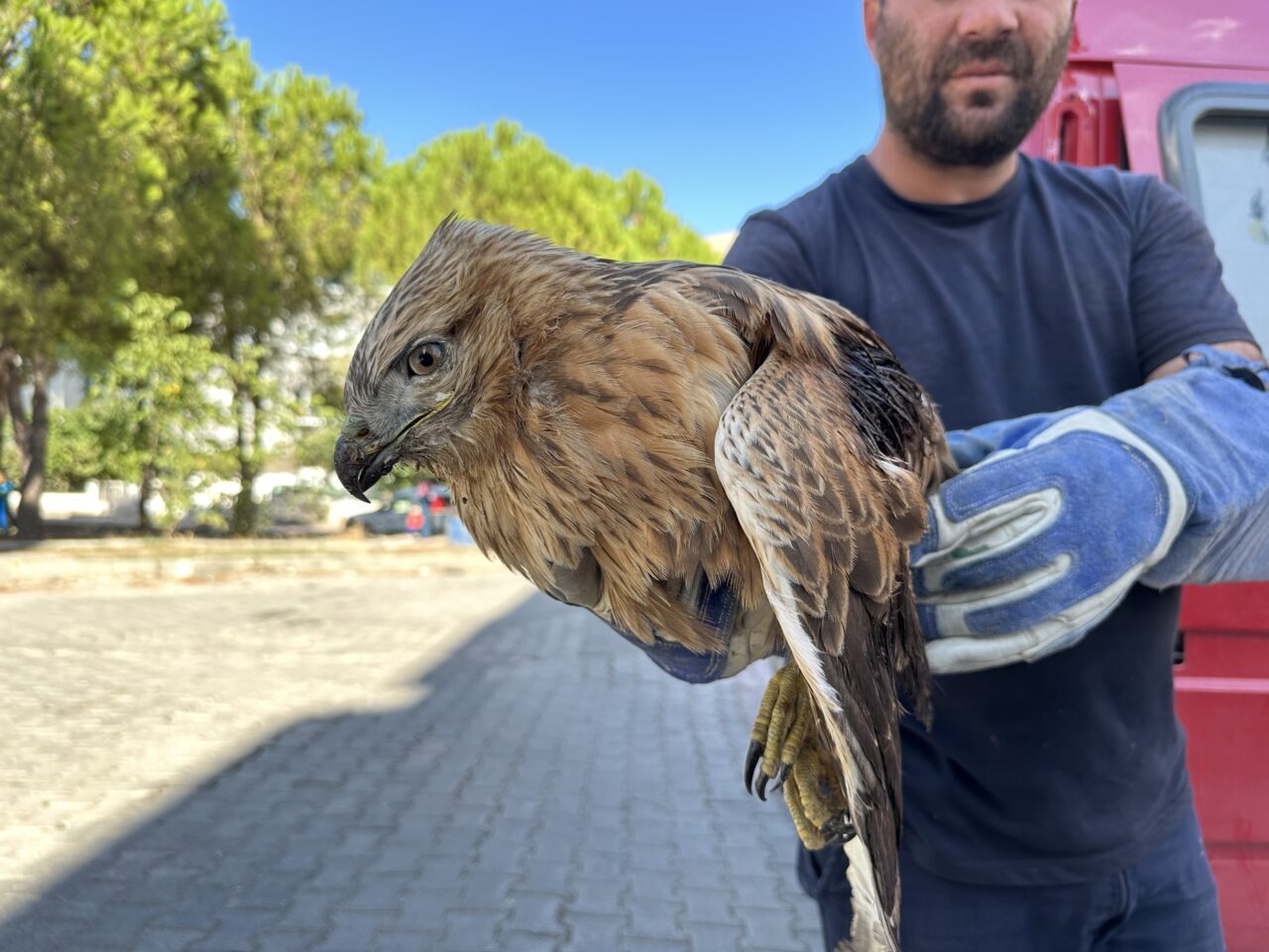 Sinop'ta yaralı halde bulunan kızıl şahin, Doğa Koruma ve Milli