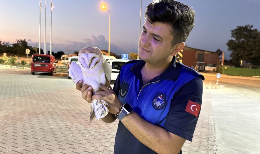  Sinop'un Gerze ilçesinde aracın çarpması sonucu yaralanan peçeli baykuş korumaya