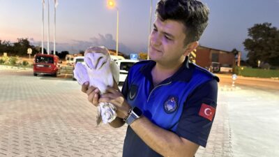  Sinop'un Gerze ilçesinde aracın çarpması sonucu yaralanan peçeli baykuş korumaya