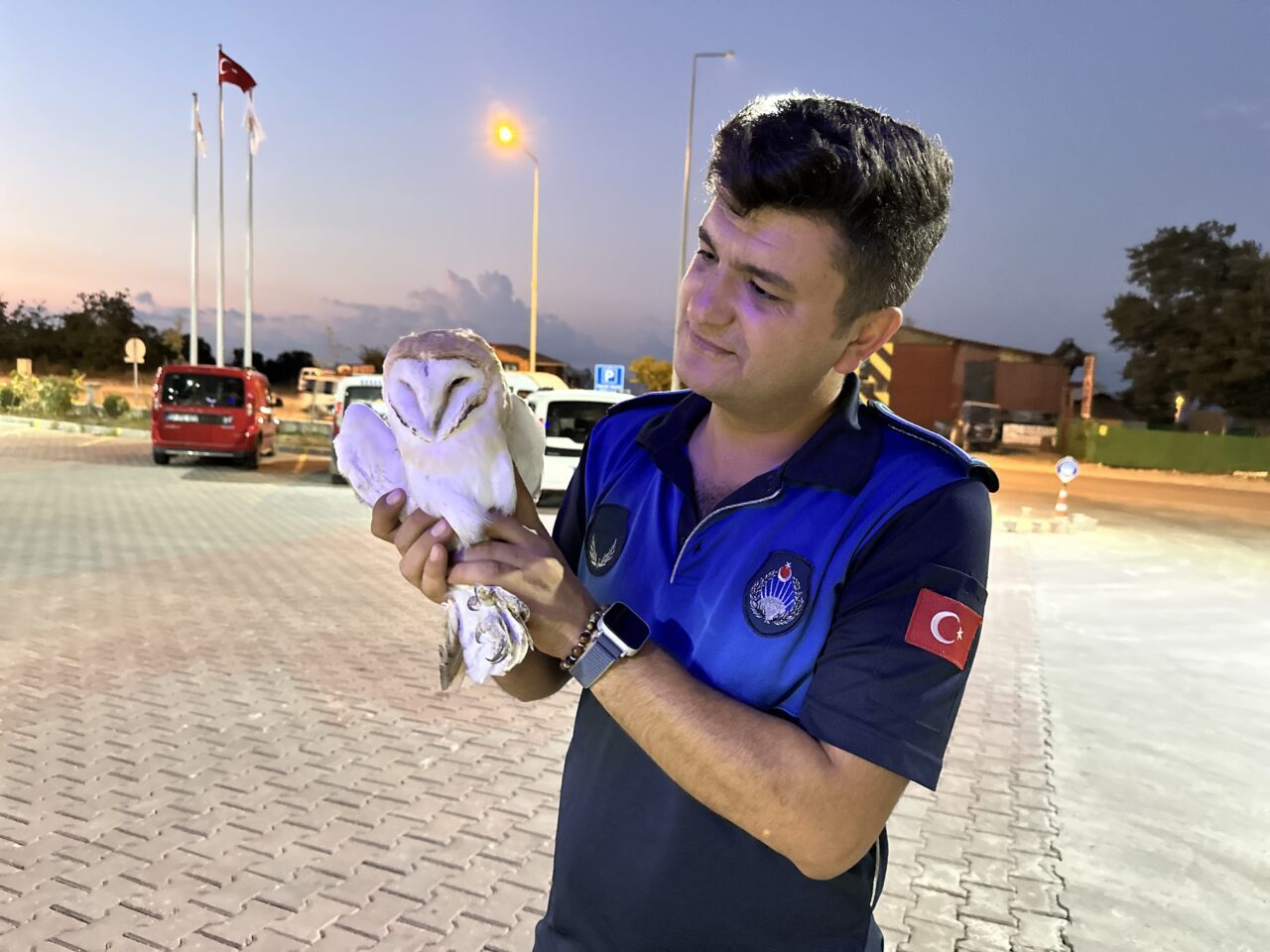  Sinop'un Gerze ilçesinde aracın çarpması sonucu yaralanan peçeli baykuş korumaya