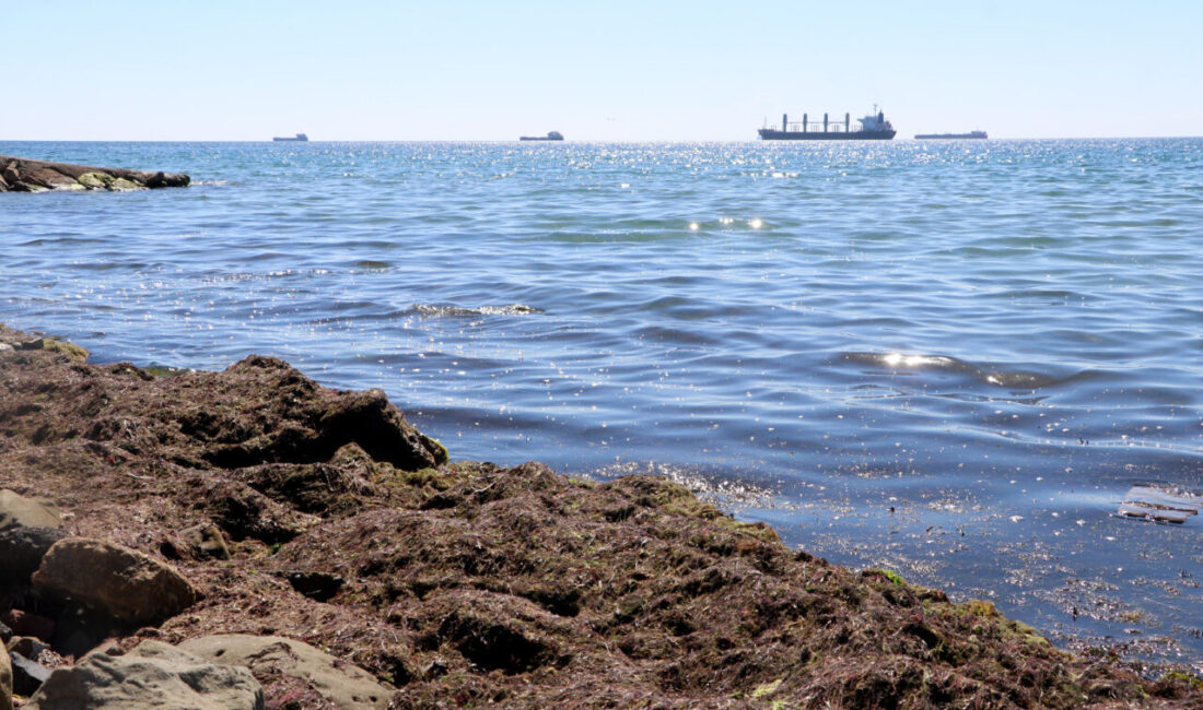  Tekirdağ'da kuvvetli rüzgar nedeniyle sahilin bir kısmında kırmızı yosun birikti.
