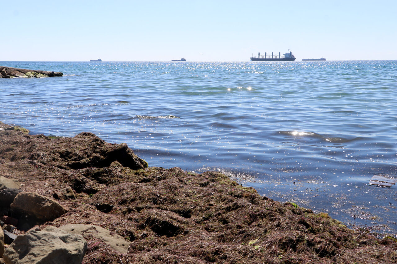  Tekirdağ'da kuvvetli rüzgar nedeniyle sahilin bir kısmında kırmızı yosun birikti.