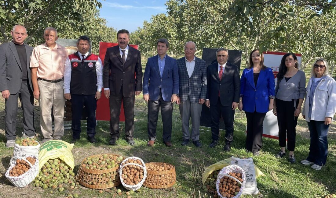  Amasya'nın Merzifon ilçesinde ceviz hasadı devam ediyor.
