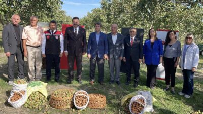  Amasya'nın Merzifon ilçesinde ceviz hasadı devam ediyor.