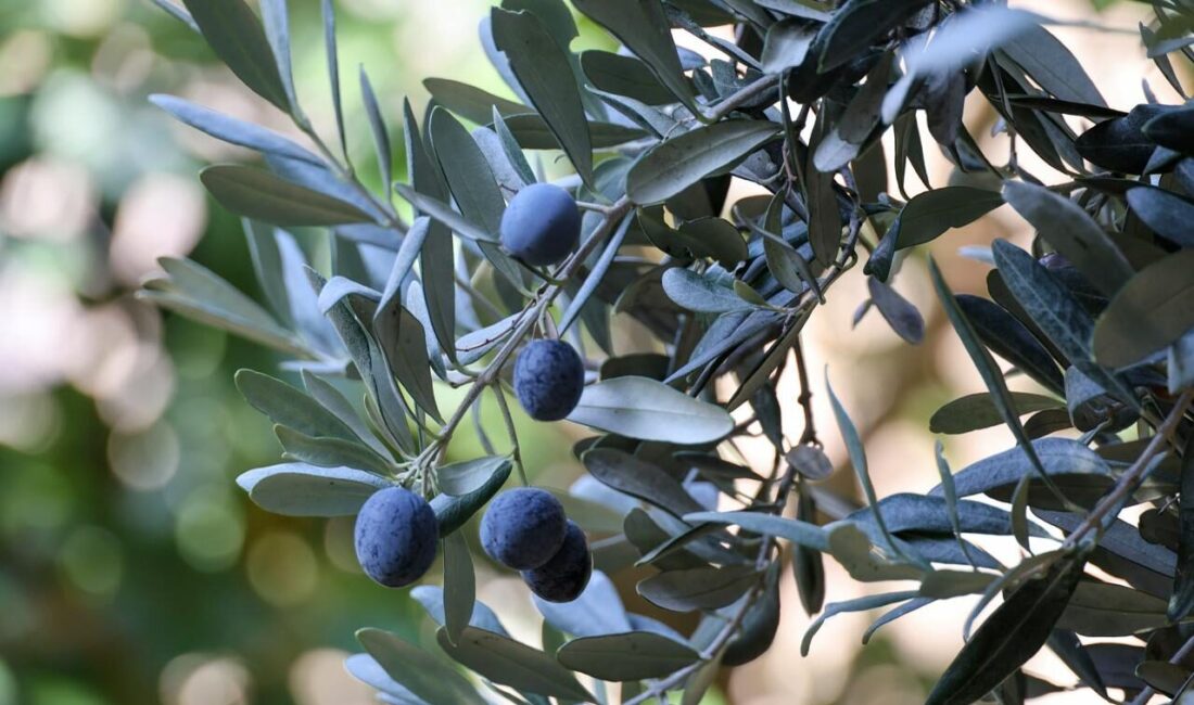 Artvin'in Yusufeli ilçesinde yetiştirilen üstün lezzet ödüllü "Butko zeytini"nin hasadı