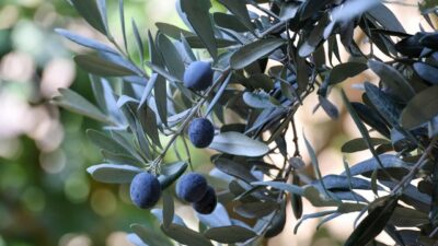 Artvin'in Yusufeli ilçesinde yetiştirilen üstün lezzet ödüllü "Butko zeytini"nin hasadı