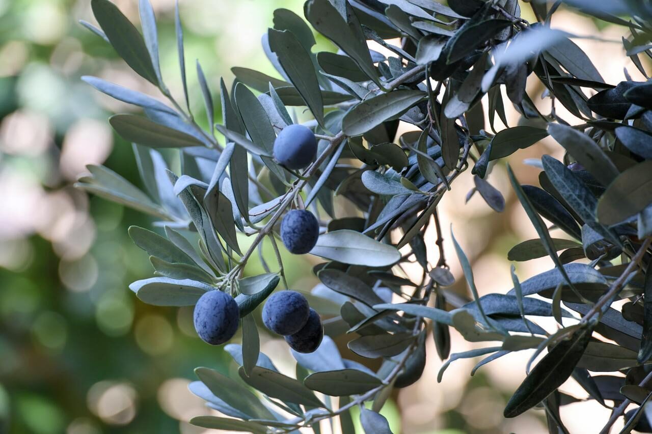 Artvin'in Yusufeli ilçesinde yetiştirilen üstün lezzet ödüllü "Butko zeytini"nin hasadı