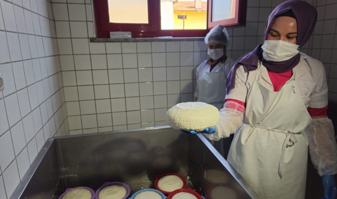 Balıkesir'in Sındırgı ilçesinde, Sanayi ve Teknoloji Bakanlığı koordinasyonunda "50 Peynirli