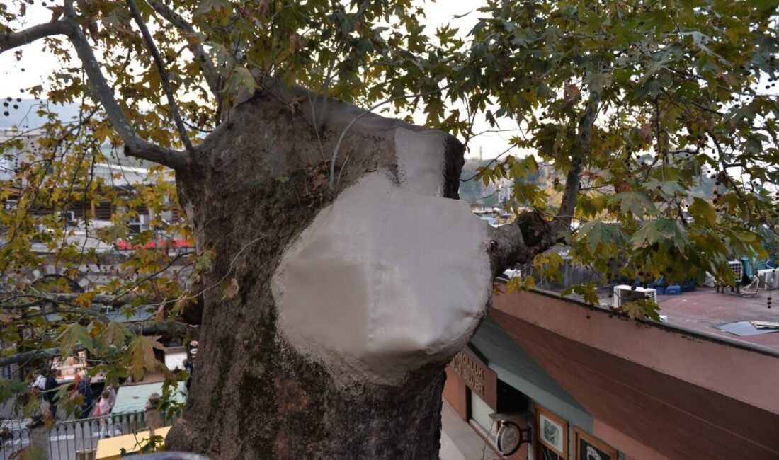 Bursa'nın simgelerinden Ulu Cami'nin bahçesinde dalı kırılan tarihi çınar ağacının