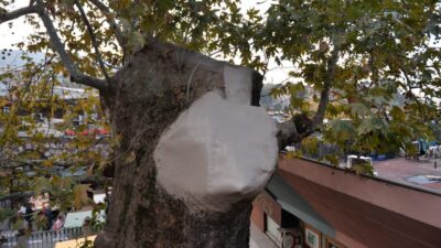 Bursa'nın simgelerinden Ulu Cami'nin bahçesinde dalı kırılan tarihi çınar ağacının