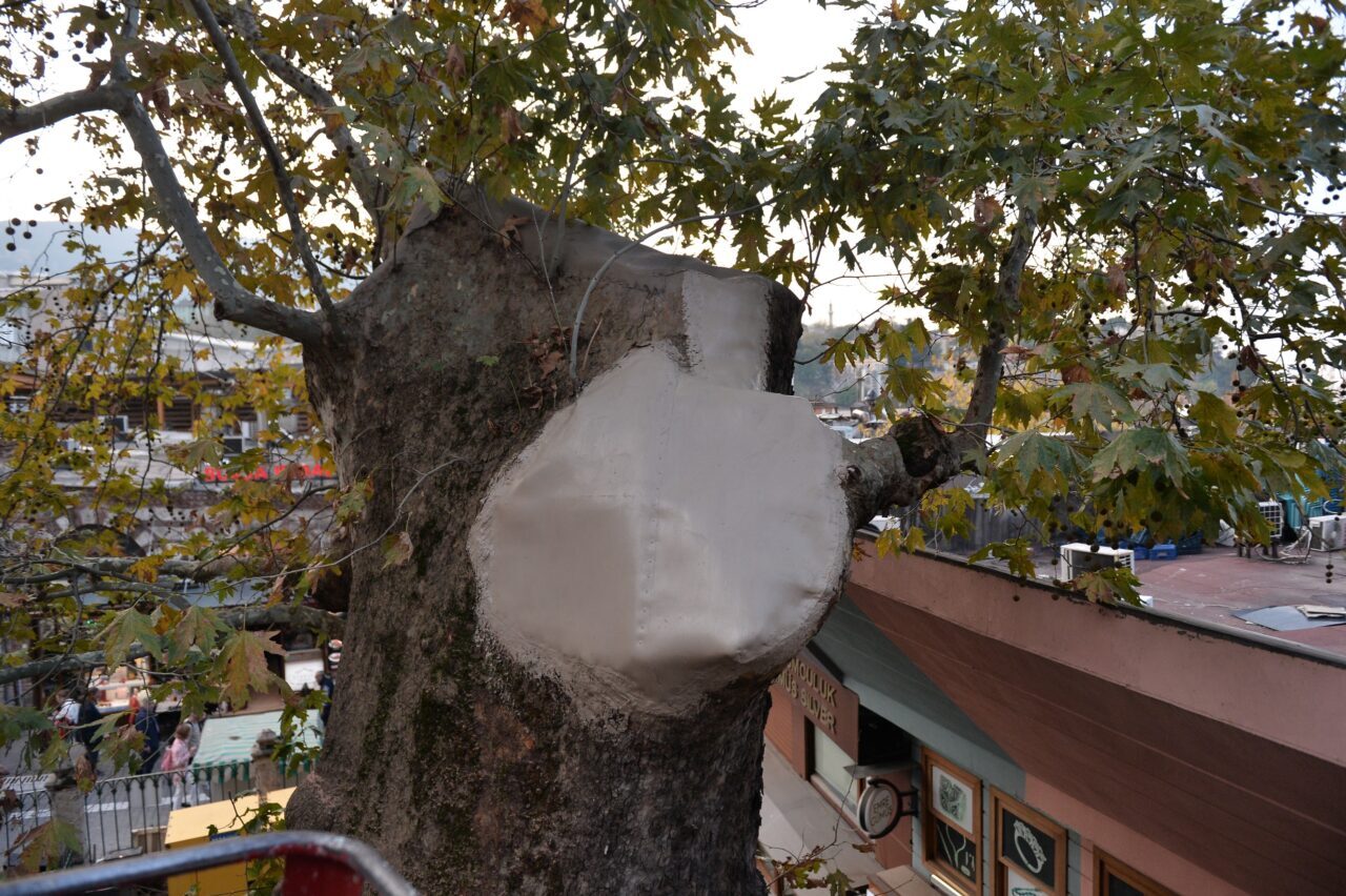 Bursa'nın simgelerinden Ulu Cami'nin bahçesinde dalı kırılan tarihi çınar ağacının