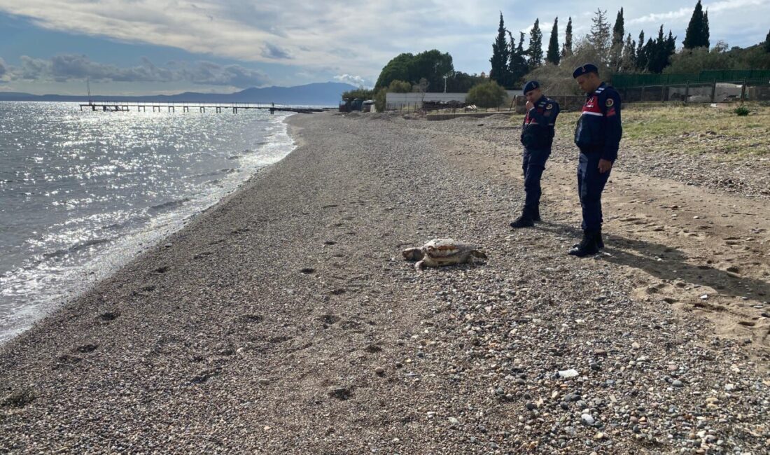 Çanakkale'nin Ayvacık ilçesindeki Assos sahilinde 2 ölü deniz kaplumbağası bulundu.