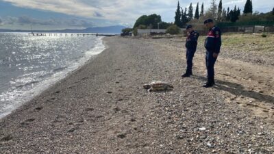 Çanakkale'nin Ayvacık ilçesindeki Assos sahilinde 2 ölü deniz kaplumbağası bulundu.