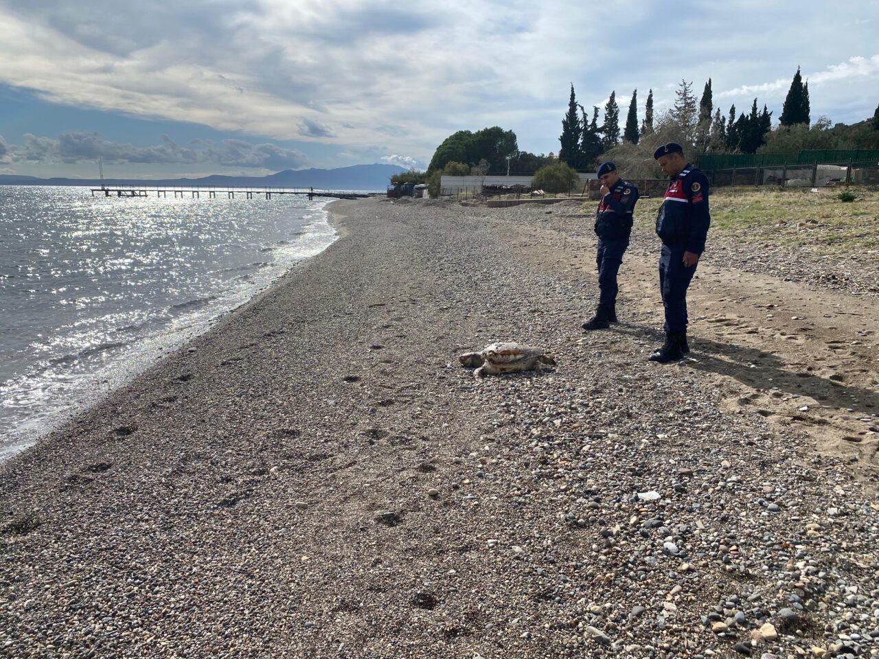 Çanakkale'nin Ayvacık ilçesindeki Assos sahilinde 2 ölü deniz kaplumbağası bulundu.