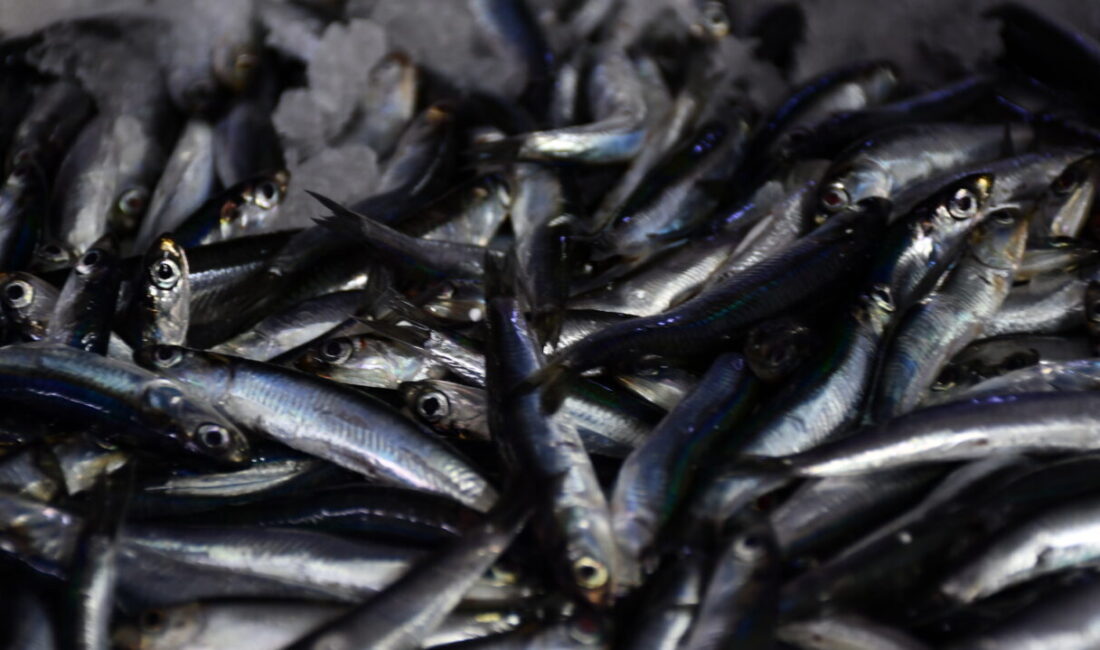 Düzce'nin Akçakoca ilçesinde balıkçılar, kıyıya bol miktarda hamsiyle döndü.