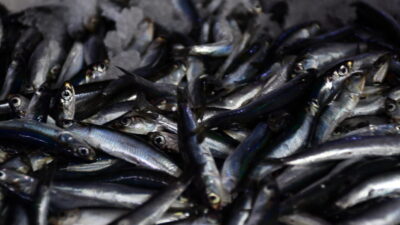 Düzce'nin Akçakoca ilçesinde balıkçılar, kıyıya bol miktarda hamsiyle döndü.